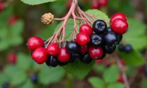 Морсы из лесных ягод и цистит: как пить вкусно и безопасно, чтобы не разжечь воспаление