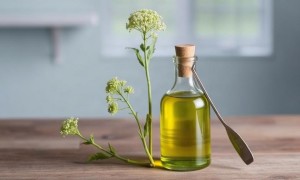 Цистит от масла фенхеля: обзор без лишних иллюзий