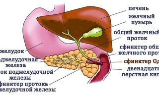 Замыкающиеся черепахи: загадочные создания, которые способны удивить