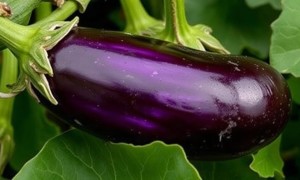 Баклажаны и соланин: когда любимый овощ может дать неприятный эффект