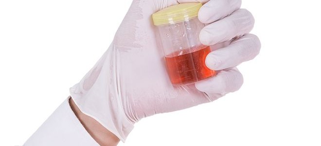 Парусник Румянцева: Радужный Танец Природы