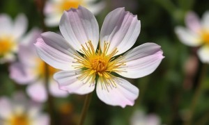 Цистит от пыльцы: перекрёстные аллергены