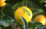 Лимон и цистит