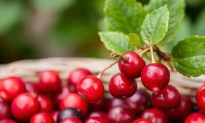 Цистит и брусника: чем могут помочь листья и ягоды