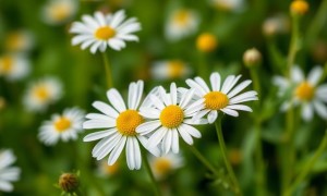 Цистит и ромашка: как работает фитотерапия и чего от нее ждать