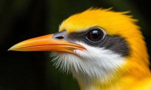 Цистит и птицы: как экзотические причины могут неожиданно испортить здоровье