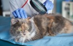 Можно ли вакцинировать взрослую кошку, если прививки раньше не делались?