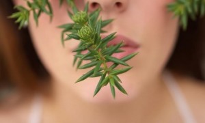 Цистит и масло чайного дерева: что известно о связи и где проходит граница между пользой и риском