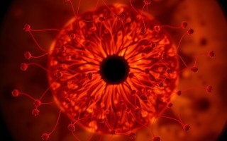 Вернуть свет: трансплантация собственных стволовых клеток при дистрофии сетчатки
