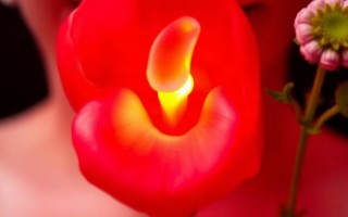 Гомеопатия при цистите: что работает на самом деле, а что — пустышка с риском