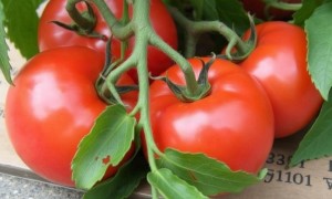 Цистит и помидоры: какие овощи и продукты могут раздражать мочевой пузырь