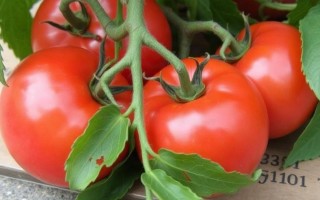 Цистит и помидоры: какие овощи и продукты могут раздражать мочевой пузырь