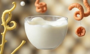 Молочные продукты и микрофлора: как то, что мы едим, влияет на риск цистита