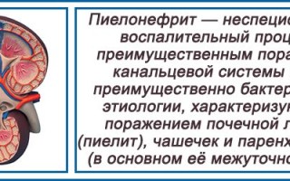 Полоз Шренка: Загадочный Обитатель Амурских Просторов