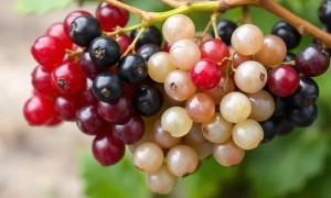 Смородина: чёрная, красная, белая. Что важнее для здоровья, антиоксиданты или кислотность?