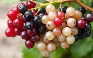 Смородина: чёрная, красная, белая. Что важнее для здоровья, антиоксиданты или кислотность?
