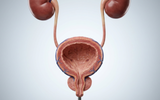 Роль витаминов в поддержке мочевыводящей системы при цистите