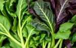 Зелень и нитраты: как минимизировать риски при выборе продуктов