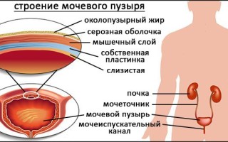 Строматопельма кальцеатум: Путешествие в мир экзотических пауков