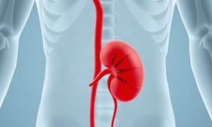 НПВС и поражение почек: как обезболивающие могут повлиять на течение цистита