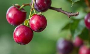 Сливы и перистальтика: как обычный фрукт может косвенно влиять на здоровье мочеполовой системы