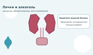 Почки и алкоголь: что происходит во время запоя