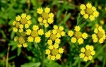Цистит и масло тысячелистника: что известно, а что лучше не додумывать