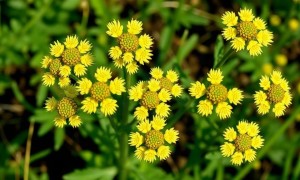 Цистит и масло тысячелистника: что известно, а что лучше не додумывать