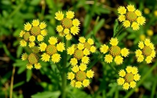 Цистит и масло тысячелистника: что известно, а что лучше не додумывать