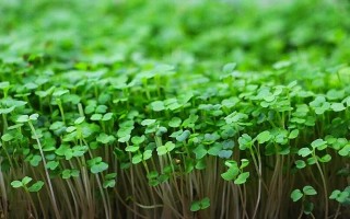 Микрозелень: вкусное и полезное растение на вашем столе