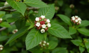 Калина и противовоспалительные свойства: реальные эффекты и мифы