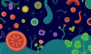 Пребиотики и микрофлора: как укрепить защиту от цистита