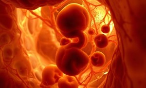 Мегацистис плода: как его находят до рождения и что важно знать родителям