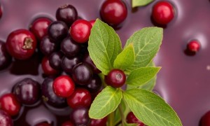 Цистит и клюква: где правда, а где привычный миф