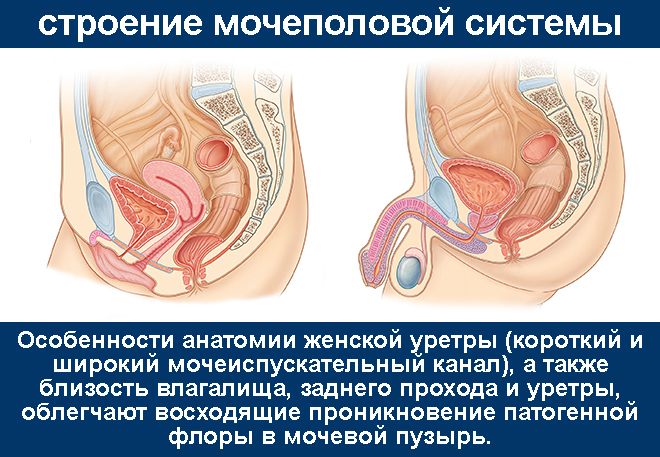 анатомические