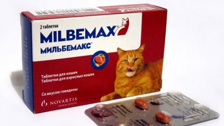 Выбираем противопаразитарные препараты для кошек в аптеке онлайн