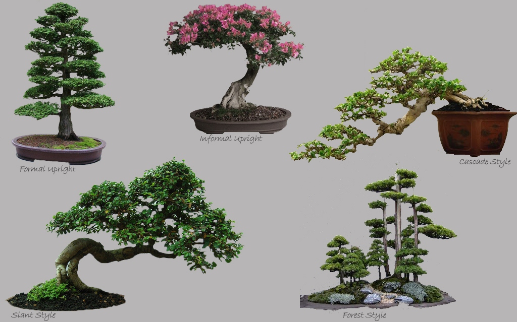 Особенности деревьев бонсай